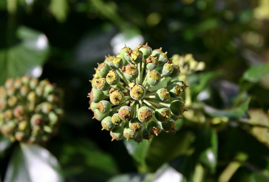 ivy, blossom, bloom, efeublüte, plant, nature, green, garden HD wallpaper