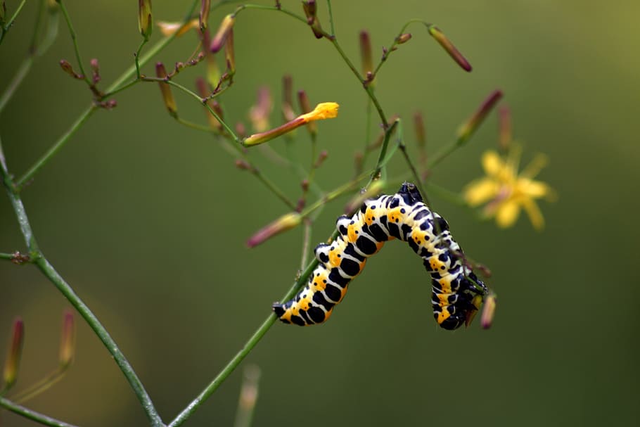 caterpillar, nature, macro, meadow, flower, closeup, animal HD wallpaper