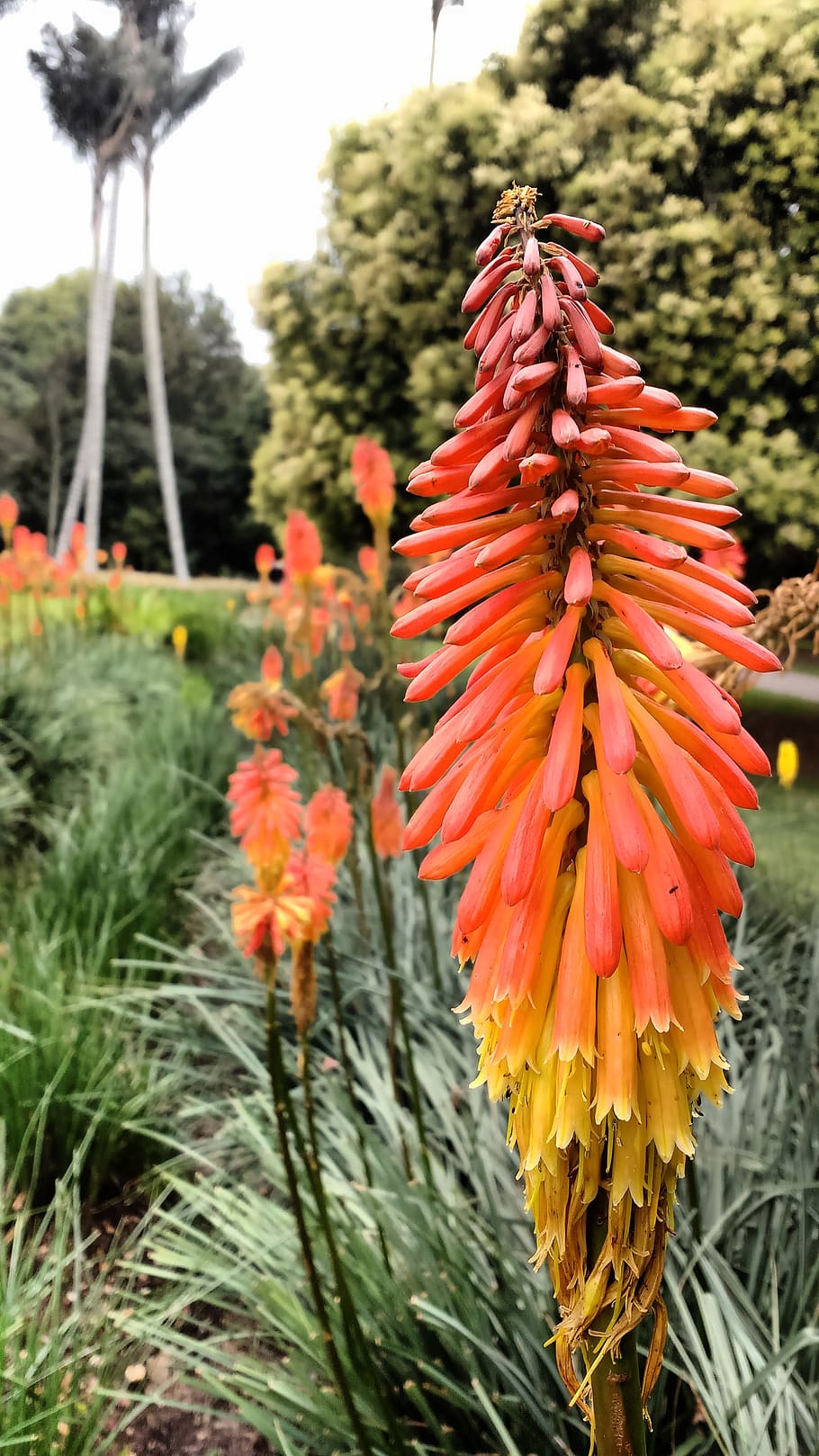 flower, garden, plant, flowering plant, growth, focus on foreground HD wallpaper