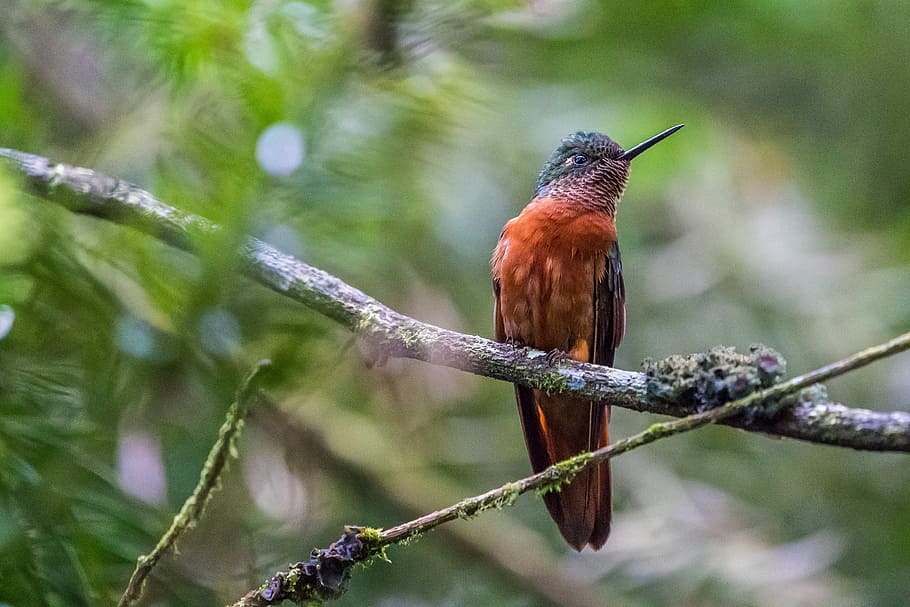 selective focus photo of brown hummingbird perching on branch, brown bird perched on tree trunks, HD wallpaper