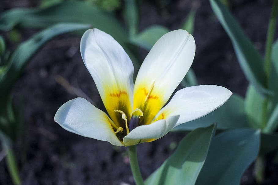 summer, white flower, flowers, nature, bloom, plant, flowering plant HD wallpaper