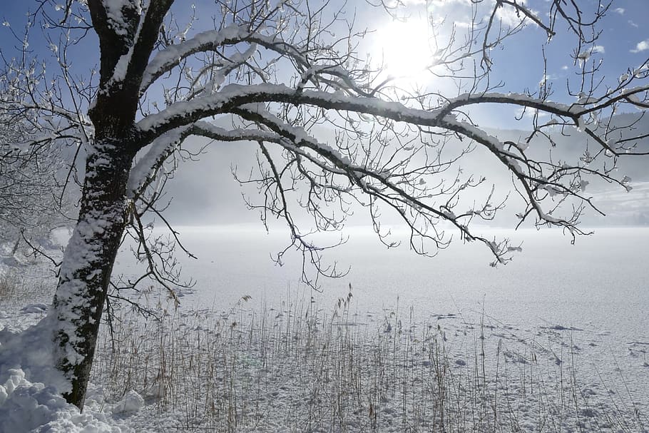 bare tree during winter season, snow, cold, frost, landscape, HD wallpaper