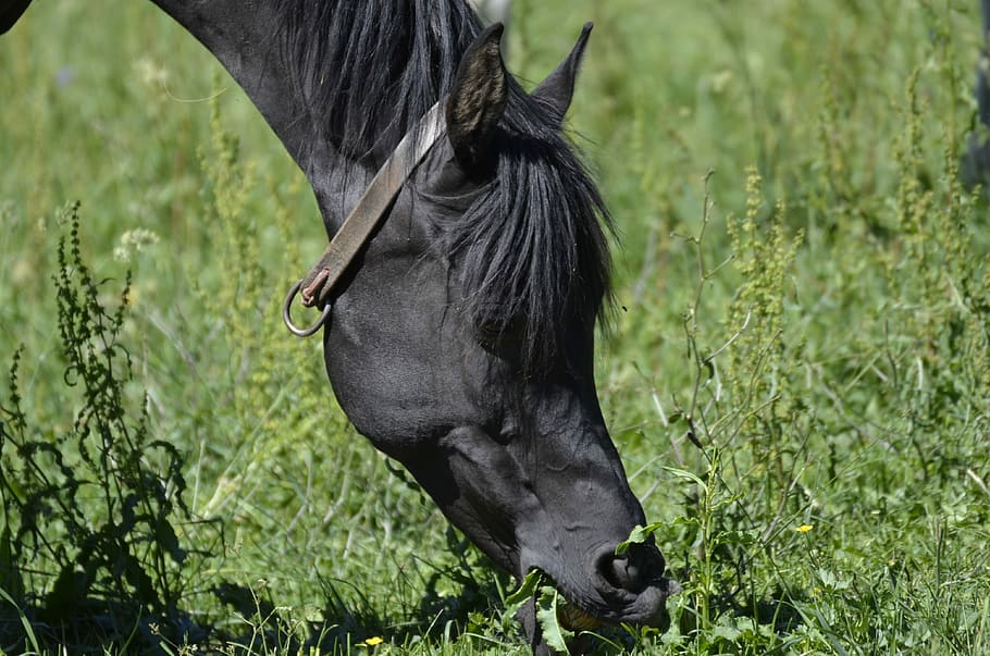 Mare, Whole Blood, Arabs, Rap, thoroughbred arabian, paddock HD wallpaper