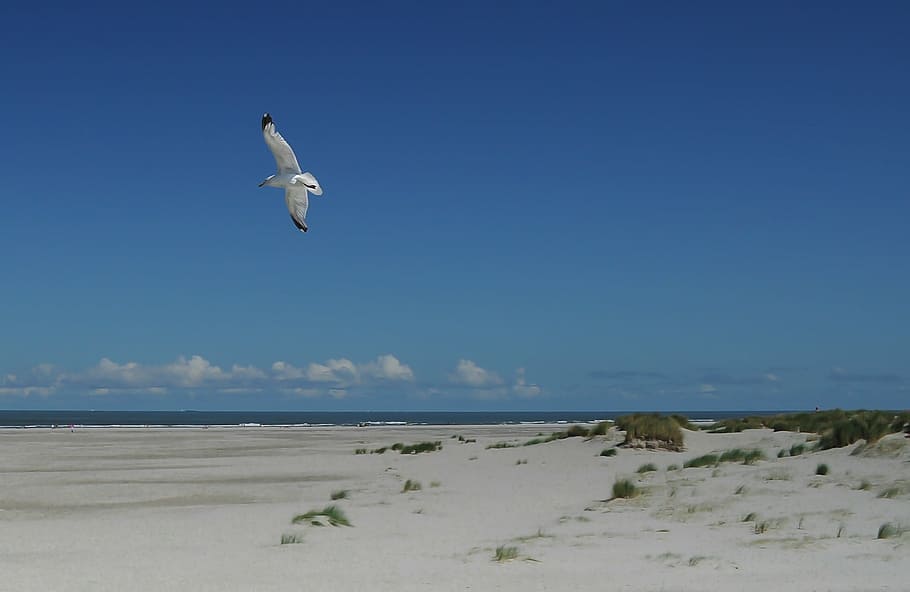seagull flying under bay, bird, near, sunny, day, wings, beach HD wallpaper