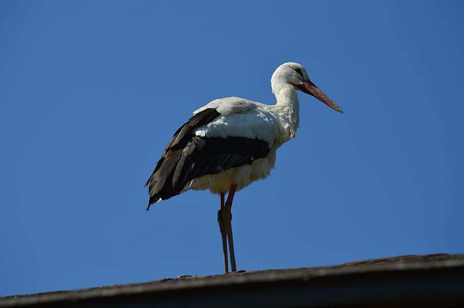stork, bird, plumage, fly, animal themes, animal wildlife, animals in the wild HD wallpaper