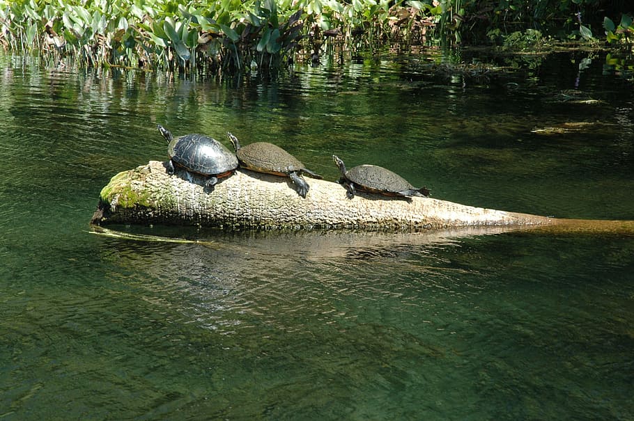 Turtles, Silver, Spring, Nature, wildlife, reptile, animals in the wild HD wallpaper