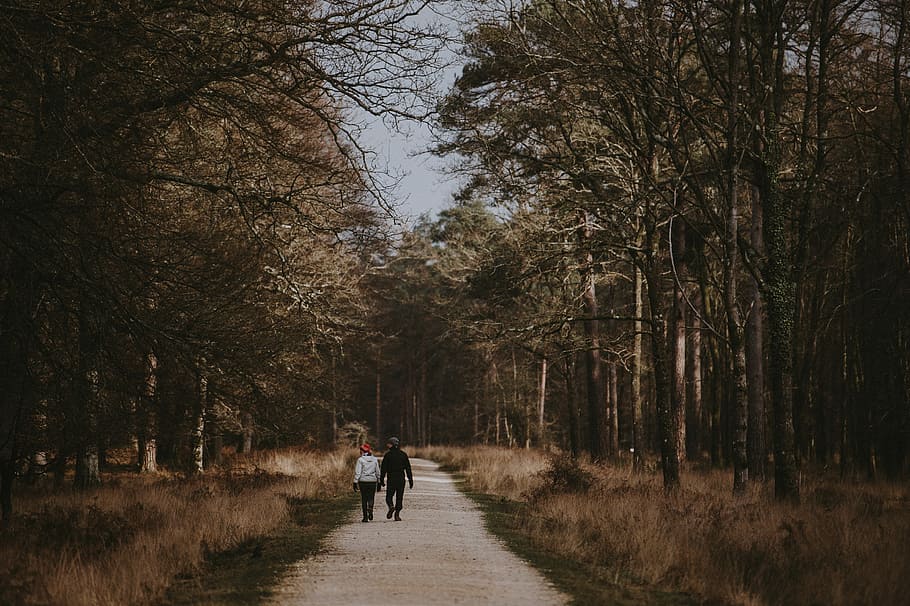 Couple walking through the forest, two people walking on pathway in middle of trees HD wallpaper