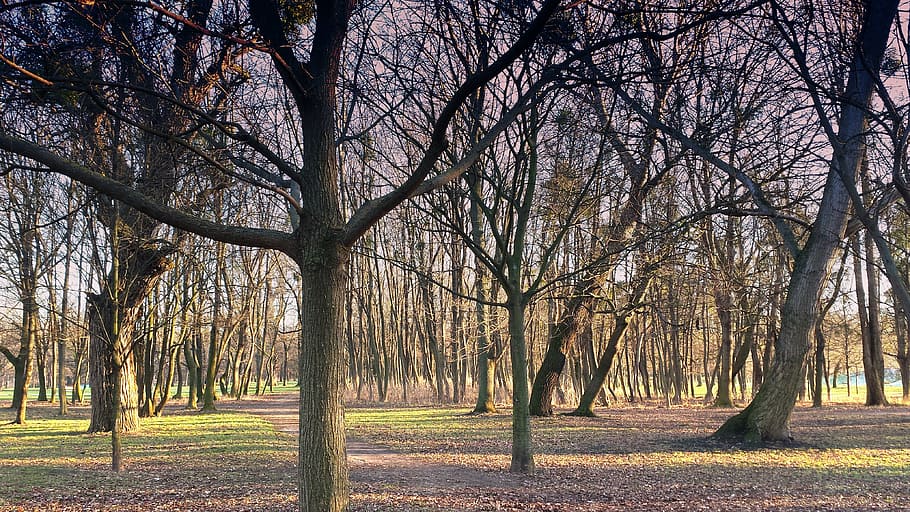 nature, trees, forest, park, plant, bare tree, tree trunk, beauty in nature HD wallpaper