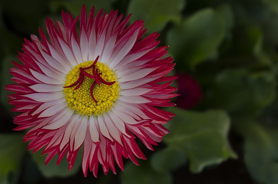 daisy, flower, yellow, white, red, flowering plant, freshness HD wallpaper