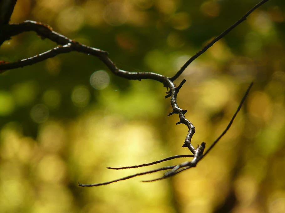 Branch, Tree, Twig, Forest, Bokeh, Macro, background, background effect HD wallpaper