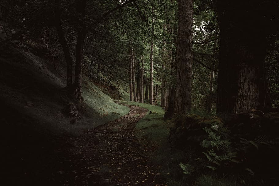 A path through a dark evergreen forest near Loch Maree, desired pathway surrounded by trees HD wallpaper