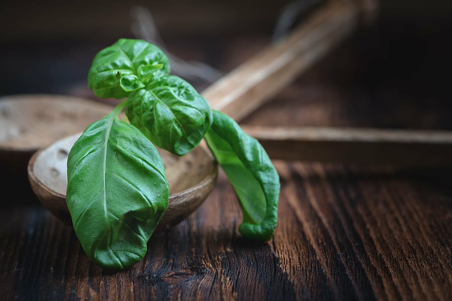 green leaves, basil, plant, spice, herbs, leaf, aroma, food HD wallpaper