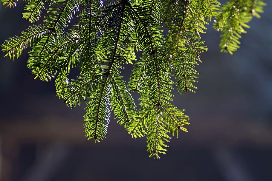 spruce, branch, highlighted, green, hanging, christmas tree HD wallpaper