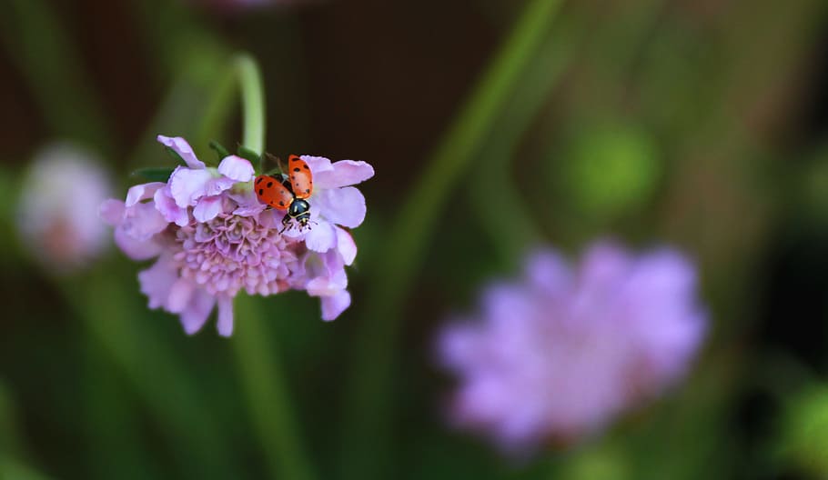 Bug, Insect, Ladybug, Couple, Beetle, macro, wildlife, flower HD wallpaper