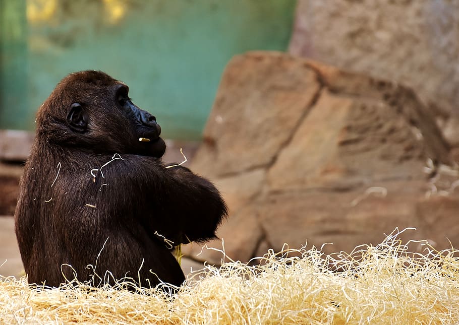 Gorilla on hay, monkey, funny, animal, zoo, furry, omnivore HD wallpaper