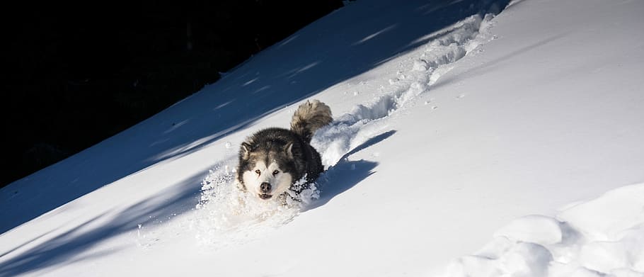 white and black Siberian husky playing on snow field, adult Siberian Husky on snow