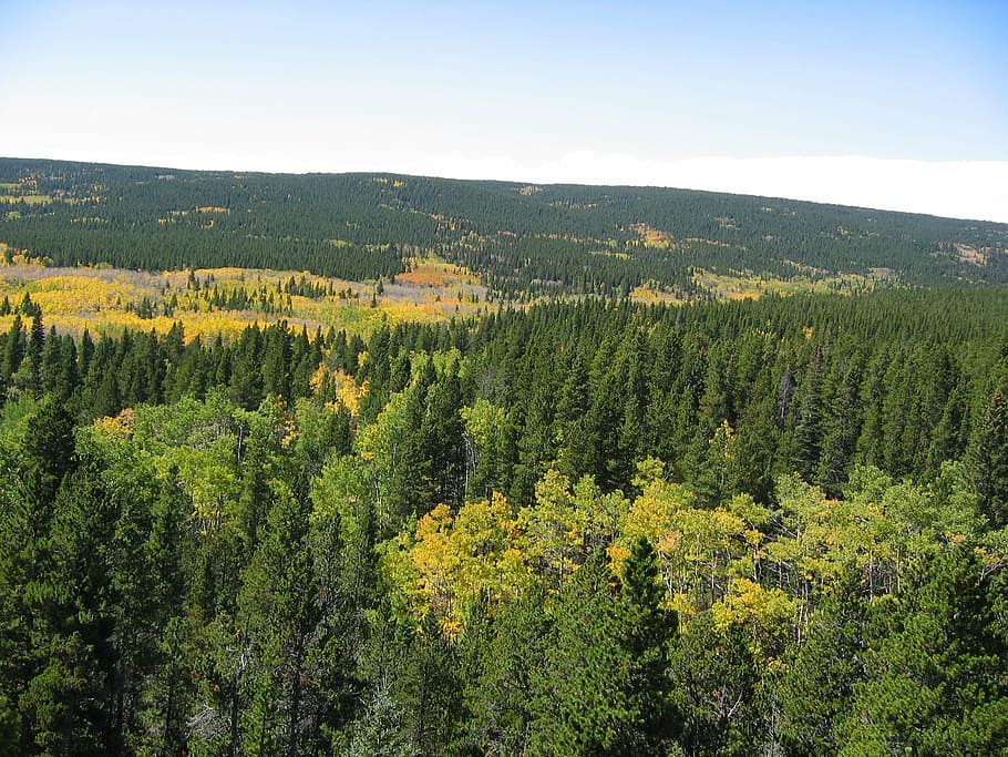 trees, rocky mountains, forest, background, landscape, nature HD wallpaper