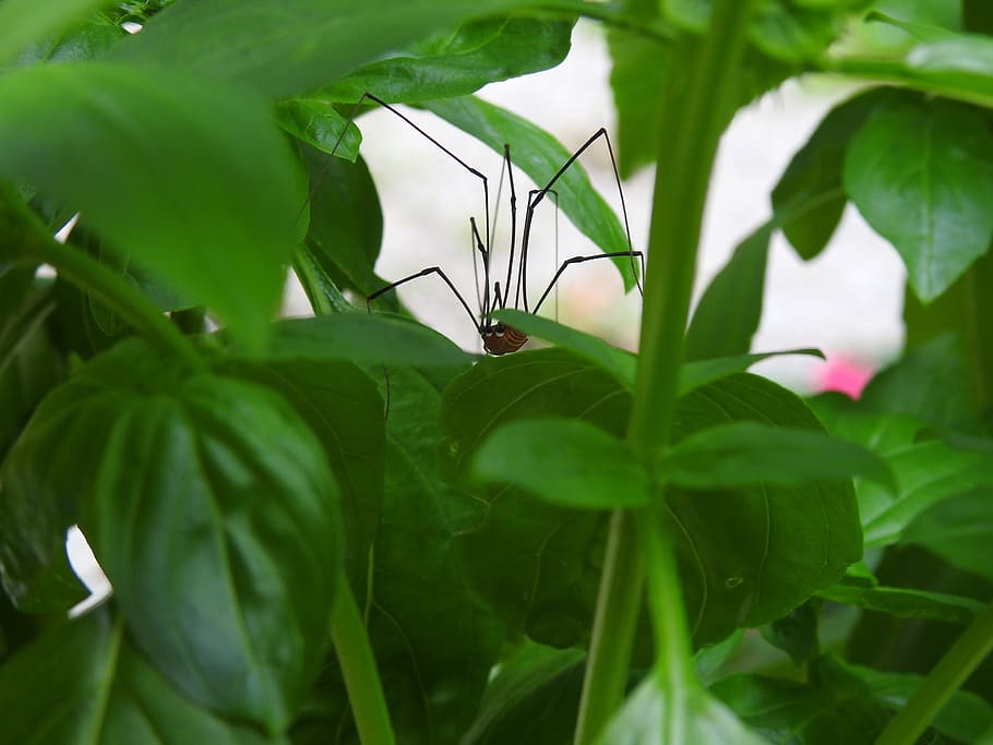 spider, basil, plant, bug, plant part, leaf, growth, green color HD wallpaper
