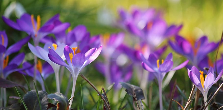 purple flowers, crocus, spring, blossom, bloom, close, bright colours HD wallpaper