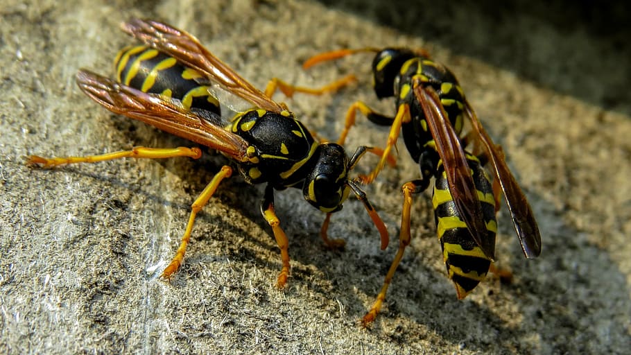 wasp, macro, nature, insects, french wasps, animal themes, animals in the wild HD wallpaper
