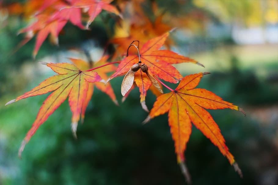 maple, golden snitch, fall, leaf, autumn, plant part, change HD wallpaper