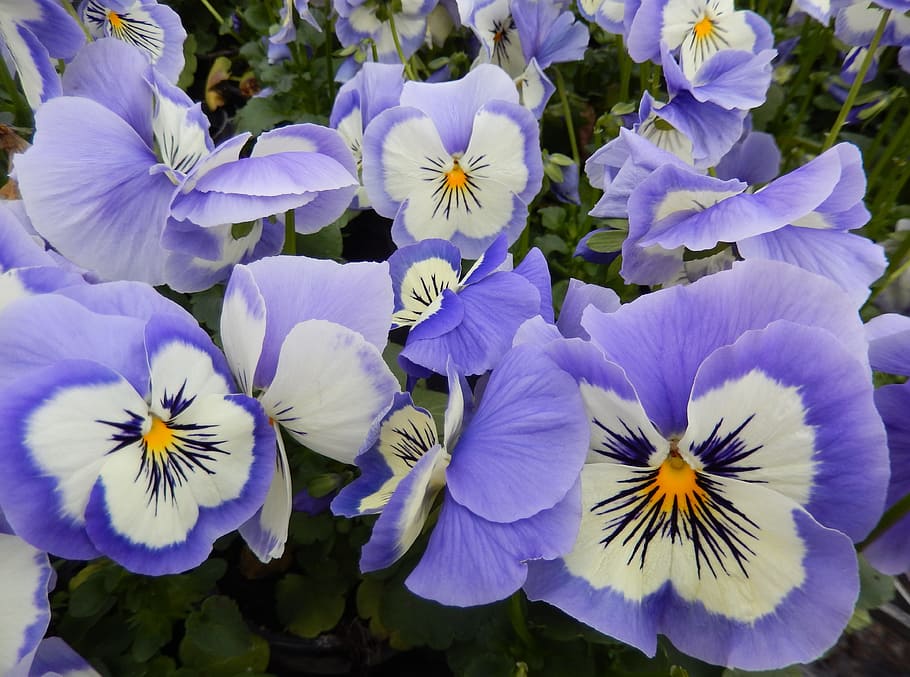 Pansy, Light Blue, Blue, Spring, Spring, Garden, balcony plants HD wallpaper