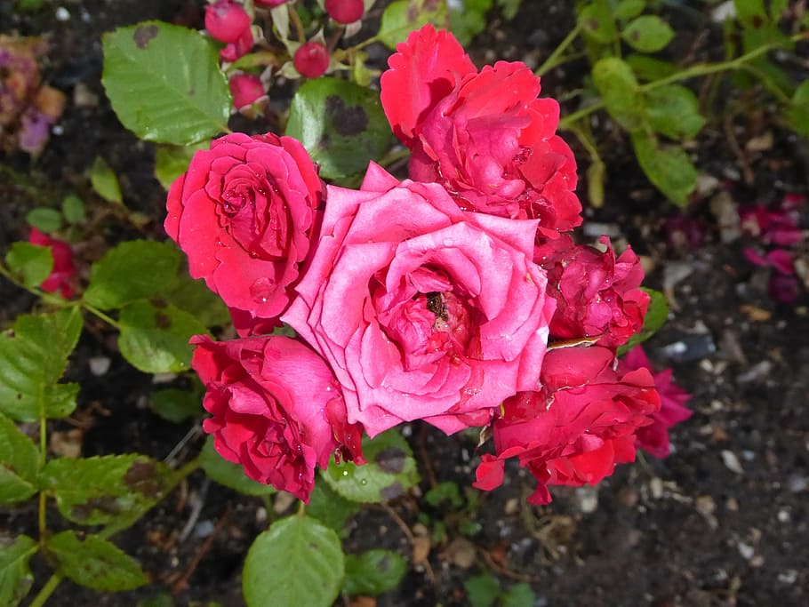 roses, natural, summer, flower, flowering plant, petal, vulnerability HD wallpaper