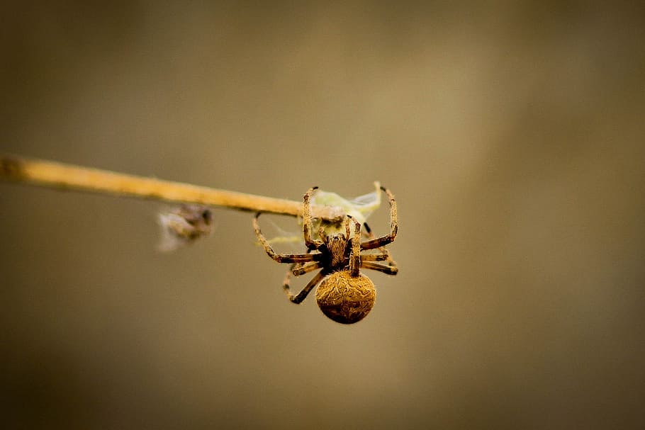spiders, arachnid, arachnophobia, one animal, close-up, invertebrate HD wallpaper
