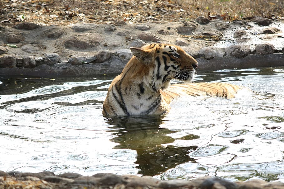 orange and white tiger on body of water, animal, wild, hunter HD wallpaper