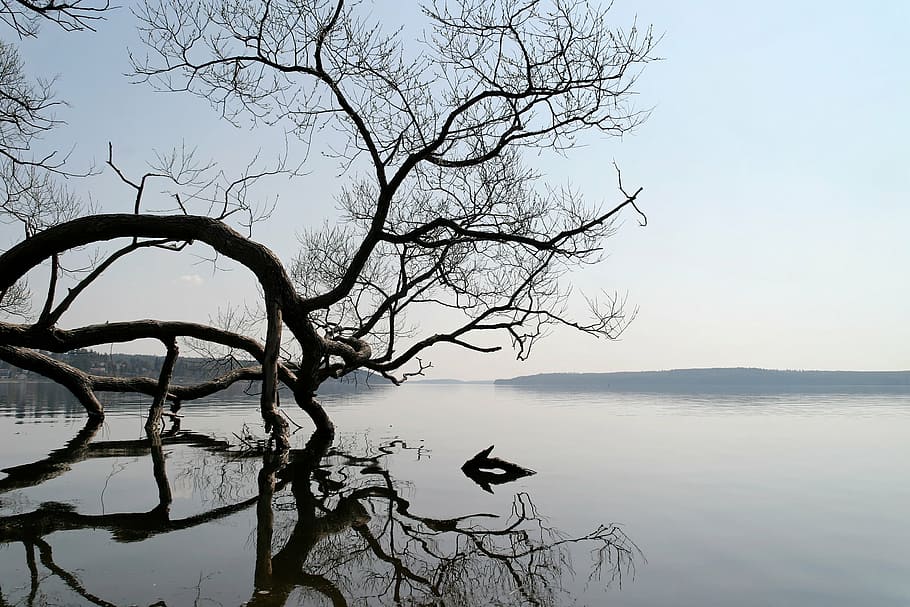 bare tree bending above body of water, lake, landscape, natural water HD wallpaper