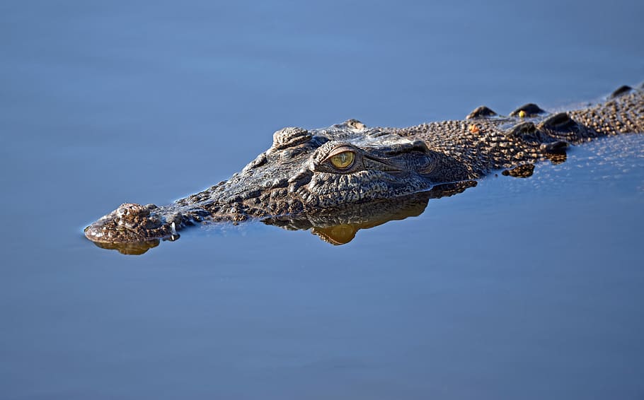 alligator on body of water, crocodile submerge on body of water, HD wallpaper