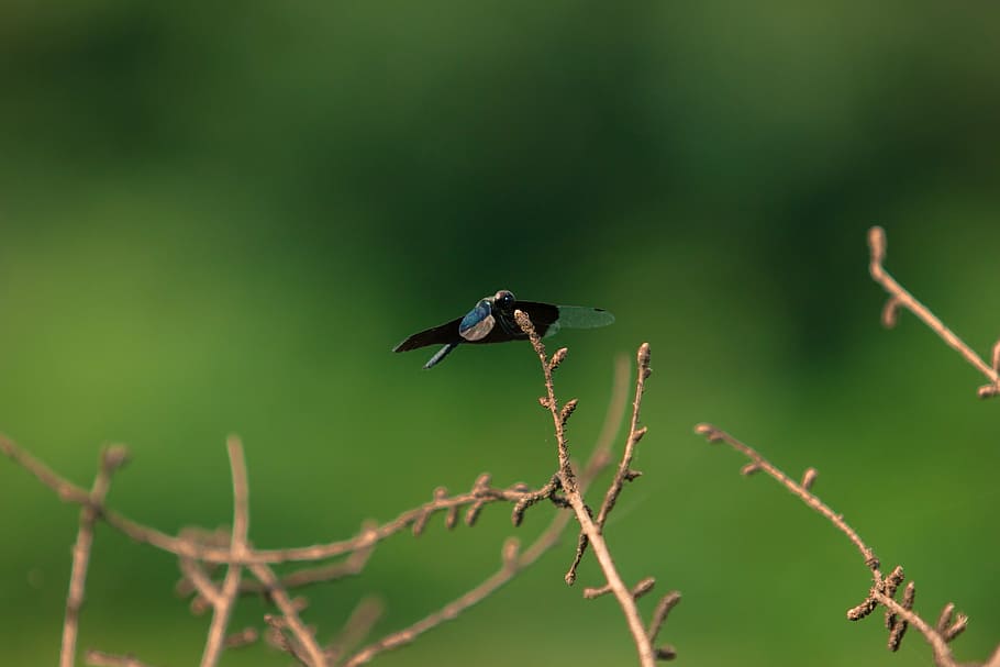 blue dragonfly, insect, one animal, animal themes, animal wildlife HD wallpaper