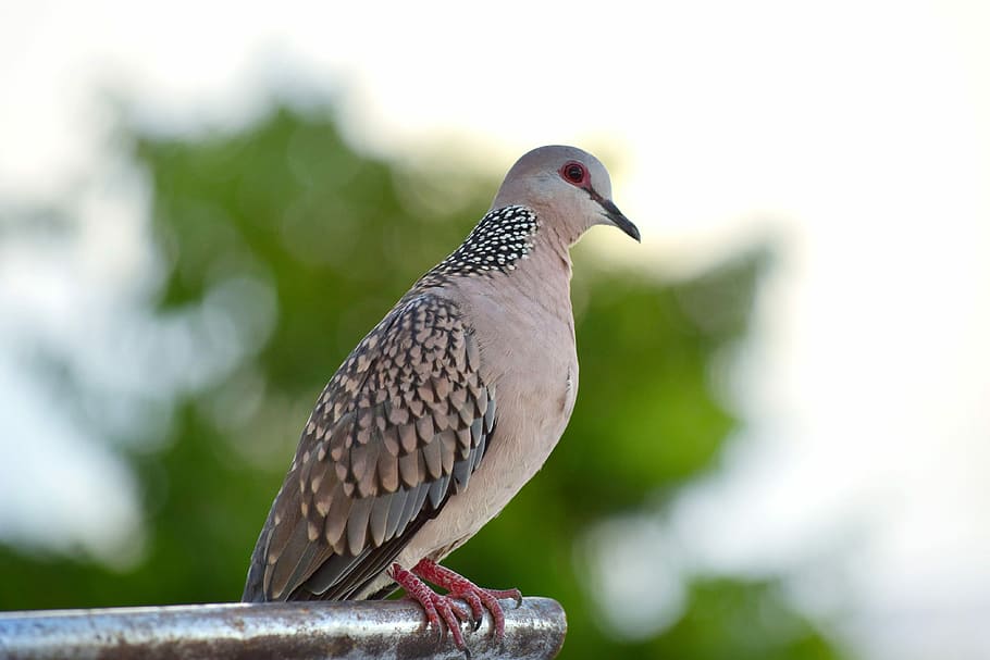 Spotted dove 1080P, 2K, 4K, 5K HD wallpapers free download | Wallpaper Flare