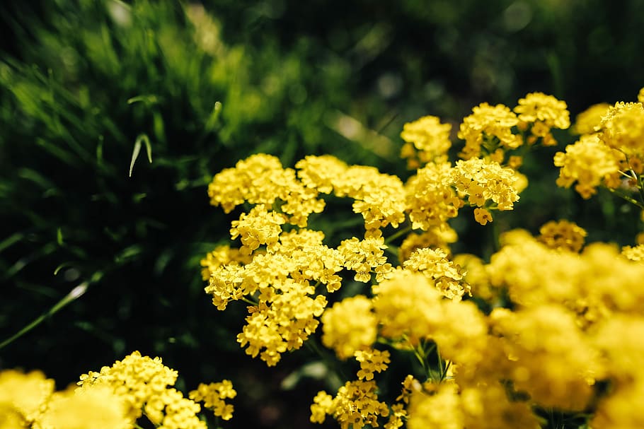 Small yellow flowers, summer, flora, nature, bloom, blooming, HD wallpaper