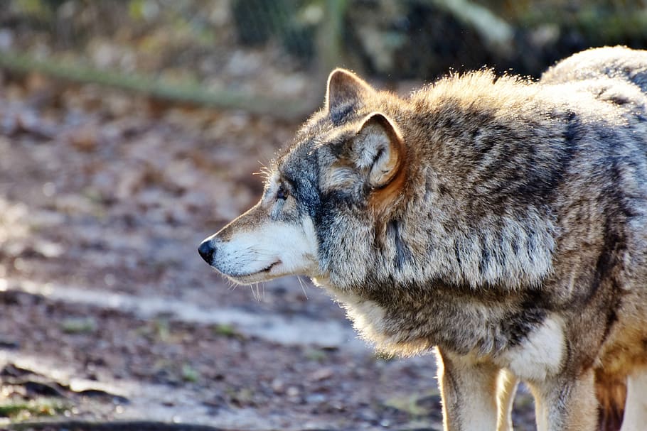brown wolf photograph, predator, european wolf, pack animal, carnivores