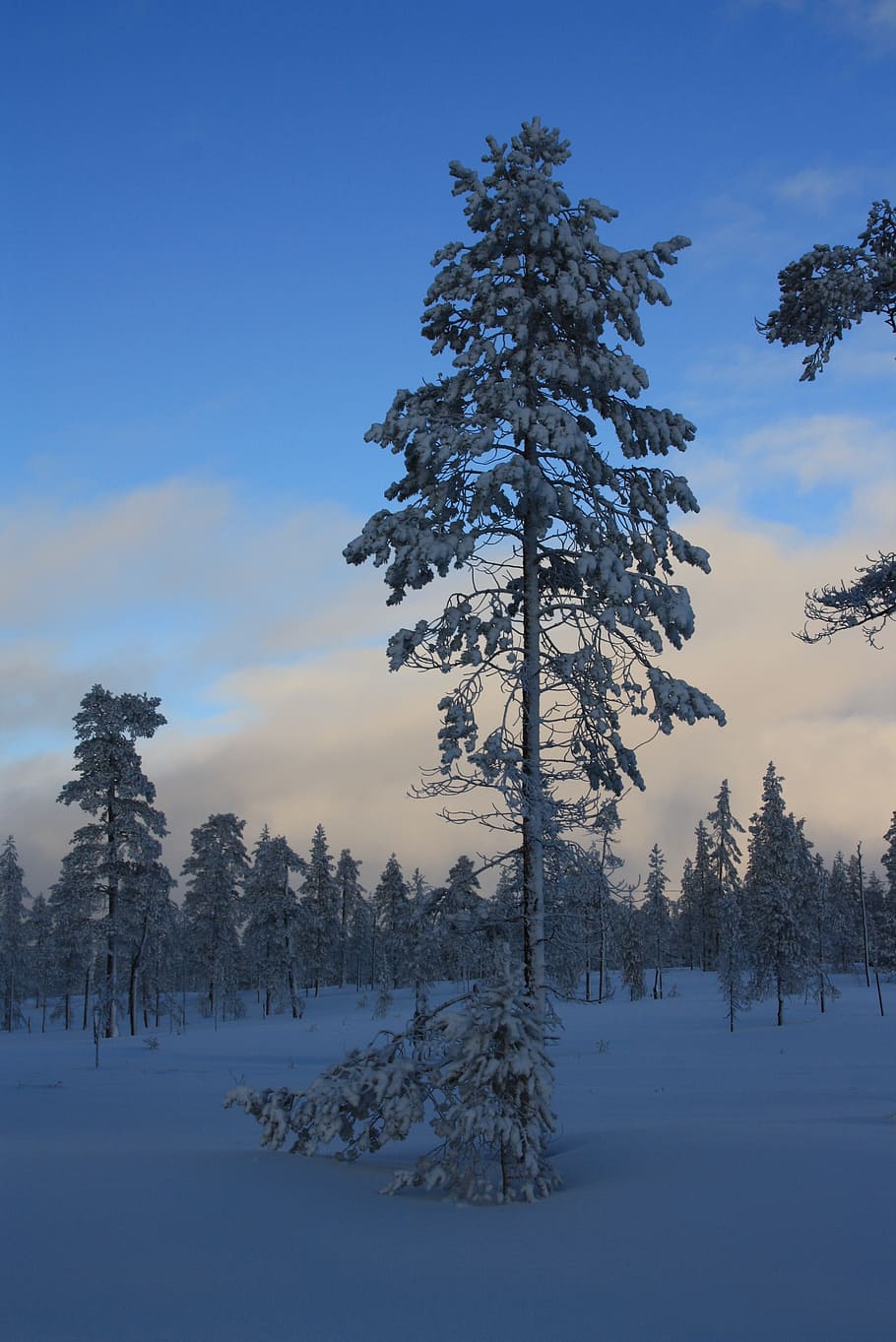 pine, forest, winter, snow, evening, sweden, tree, plant, cold temperature HD wallpaper