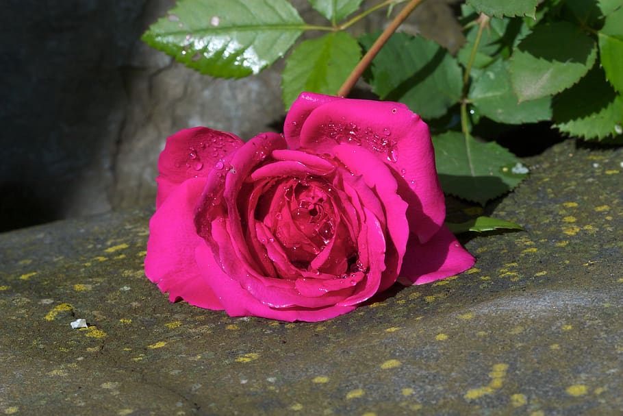 flower, nature, rose, leaf, flowering plant, beauty in nature HD wallpaper