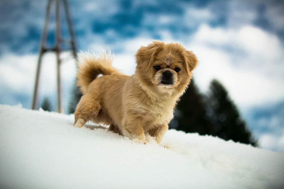 shallow focus photography of brown Tibetan spaniel puppy on snow covered ground, selective focus photography of tan Tibetan spaniel standing on snow covered field at daytime