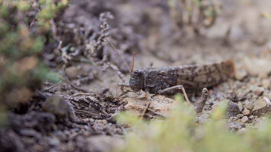 insects, locusts, nature, animal themes, animal wildlife, one animal HD wallpaper