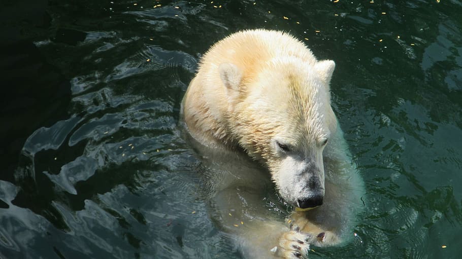 polar bear swimming, Zoo, Animal World, White, rock, white bear