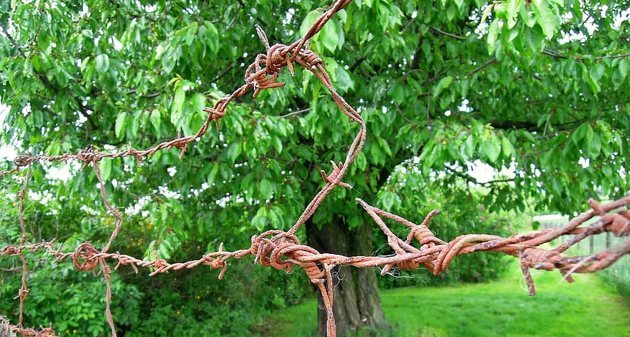 barbed wire, stainless, risk, defense, garden, cherries, trees HD wallpaper