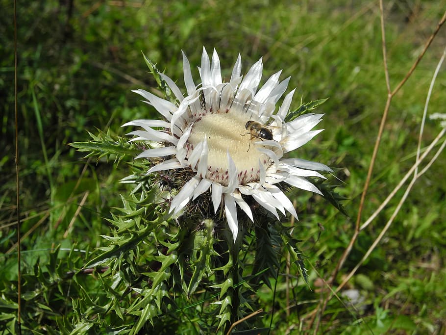 silver thistle, flower, blossom, bloom, prickly, protected HD wallpaper