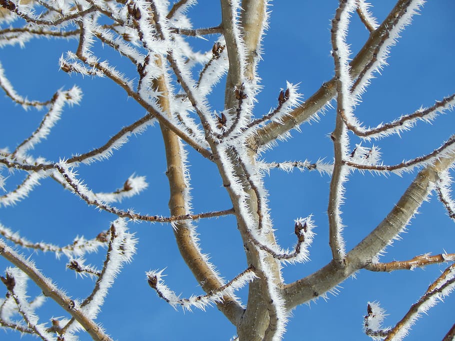 branch, tree, hoarfrost, nature, blue, sky, winter, snow, woods HD wallpaper