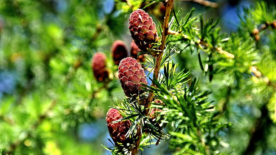 pine, summer, nature, branch, green, plant, green color, close-up HD wallpaper
