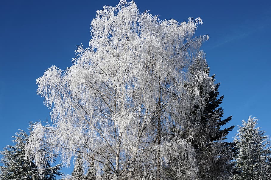 winter, tree, birch, ice, nature, wintry, snow, landscape, frost HD wallpaper