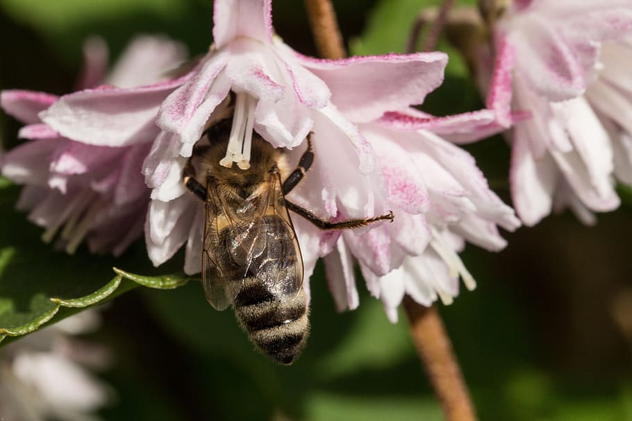 bee, insect, blossom, bloom, close up, macro, flower, animal world HD wallpaper