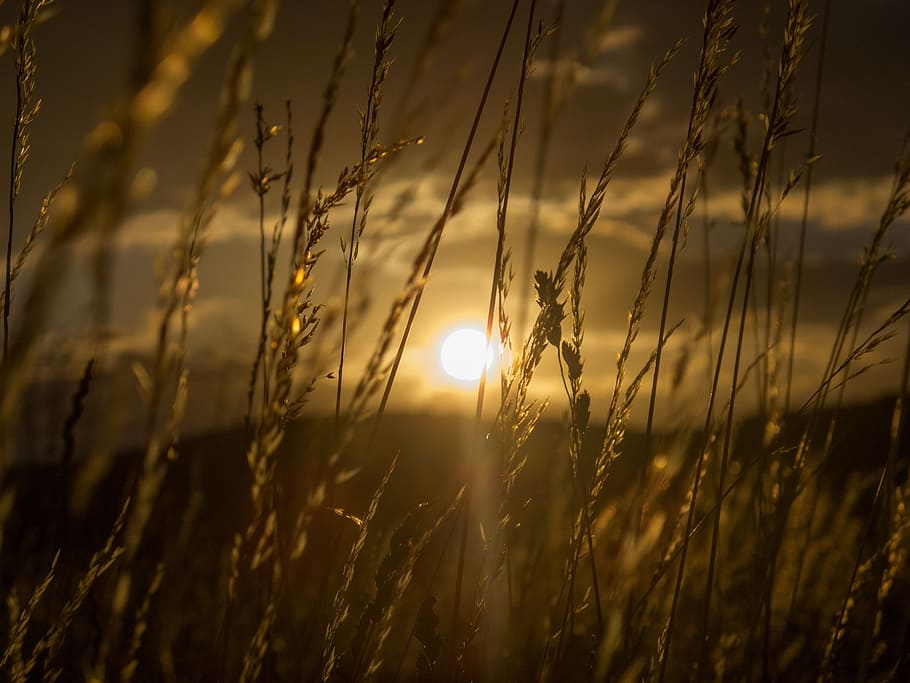 sunset, day s, setting sun, orange, plant, beauty in nature HD wallpaper