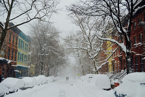 snow-covered road during daytime, snow covered bare trees, street HD wallpaper