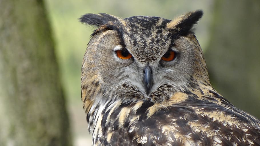 shallow depth of field photo of owl, eagle owl, forest, night HD wallpaper