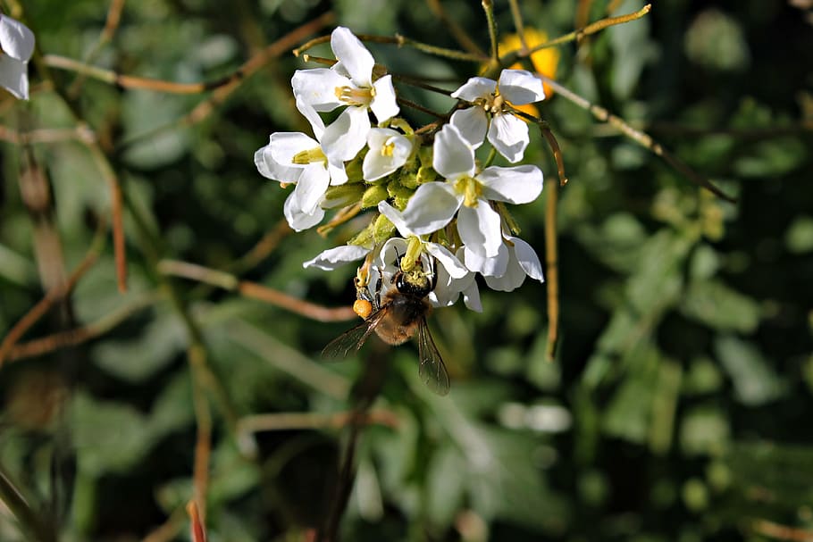bee, nectar, flower, pollen, macro, pollination, flowering HD wallpaper